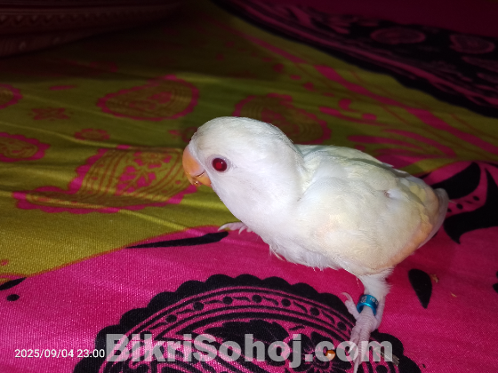 ক্রিমিনো রেড আই লাভ বার্ড